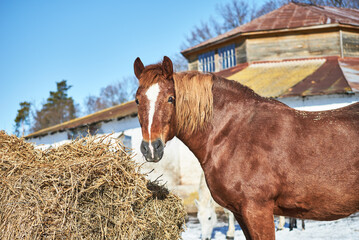 Portrait of a red draft horse eating straw in the paddock near the stable. Chestnut draft horse...