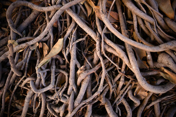 Closeup of the roots of a ficus americana tree