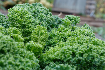 Upper part of green curly kale bush, selective focus.