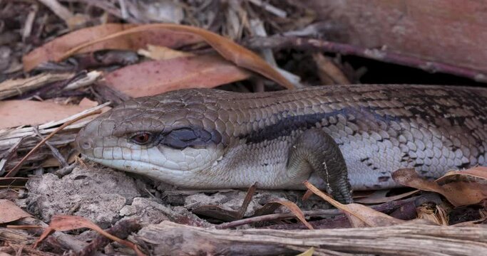 4K footage of a beautiful blue tongued skink walking on a forest floor in Victoria, Australia