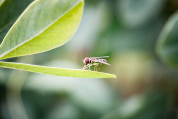 Macro of Hover Fly (also called Flower Fly) sitting on leaf, nature background