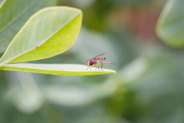 Macro of Hover Fly (also called Flower Fly) sitting on leaf, nature background