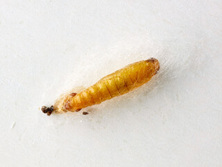 food moth caterpillar