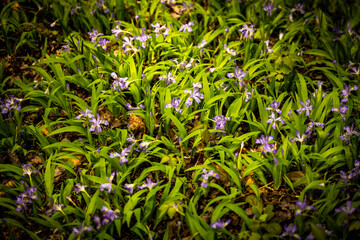 A Group of Crested Dwarf Iris Blooming Along Trail