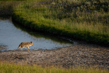 Adult Coyote Walks Along Stream Edge