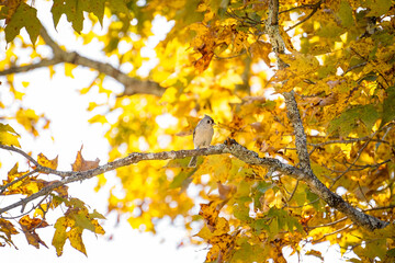 Small titmouse bird sitting on maple tree in fall with yellow leaves in Maine, nature background
