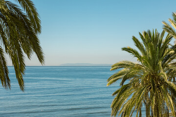 Fototapeta na wymiar palm trees on blue sea background