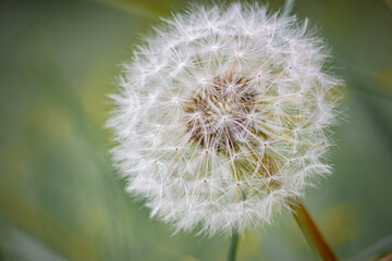 Macro close up of dandelion flower gone to seed, perfect for kid wishes, nature background