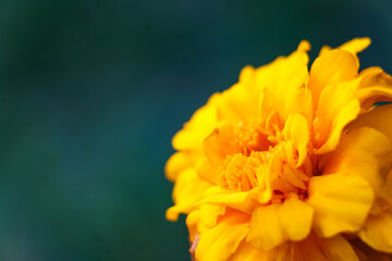 Macro up close marigold background nature high quality photo, orange yellow green 