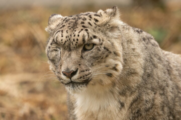 Portrait of a one-eyed snow leopard (Panthera uncia). Beautiful battle-scarred big cat closeup shot.