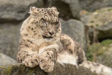 Portrait of a one-eyed snow leopard (Panthera uncia), sitting on a rock in its enclosure. Stunning big cat.