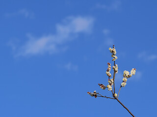 White plum in blue sky