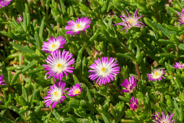 Fototapeta premium Purple and white flowers of an ice-plant (delosperma floribundum) 