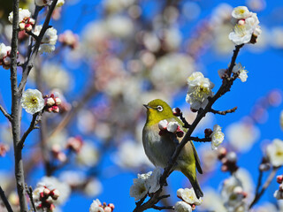A  gallant white-eye is perching on the plum branch