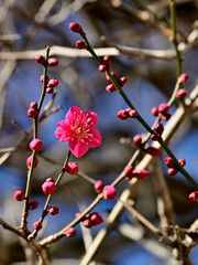 A red plum blossom begin blooming