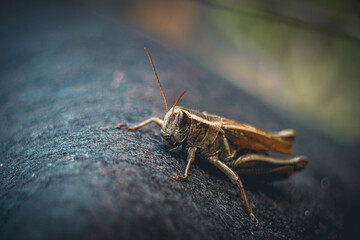 Soft macro close up of grasshopper with delicate lighting, beautiful nature background