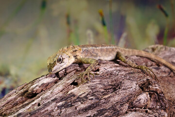 Common garden lizard molting on the tree in summer season. Selective focus with copy space