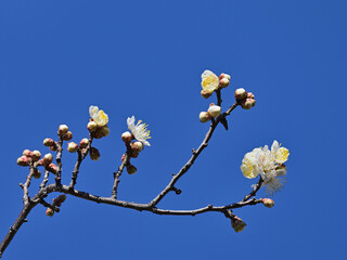White plum blossoms begin blooming under the blue sky
