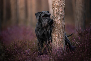 Pies rasy sznaucer z zaciekawieniem wygląda zza drzewa