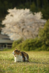 Cat living in Chomeiji port with cherry blossom in full bloom