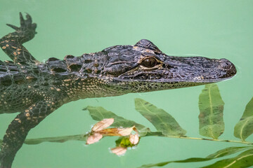 alligator in the everglades
