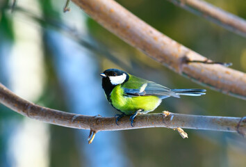 A tit on a tree branc
