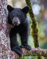 Fototapeta na wymiar Black bear cub in tree, Anan Creek, Alaska