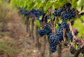 Grapes on the vine, Umbria, Italy