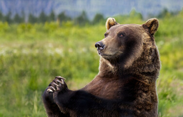 Brown Bear, Anchorage Alaska