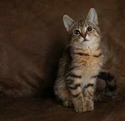 brown tabby kitten cat sitting down looking up with a brown background