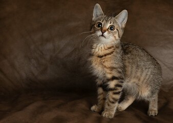 brown tabby kitten cat standing looking up with a brown background