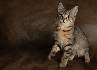brown tabby kitten cat standing with paw up with a brown background
