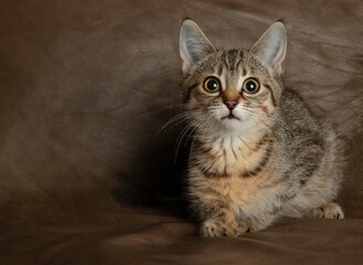 brown tabby kitten cat lying down with a brown background