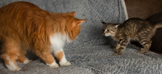 brown tabby kitten cat and big orange and white cat staredown