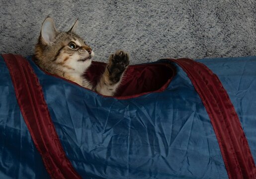 Brown Tabby Kitten Cat In Blue Tunnel Looking Up With Paw Up