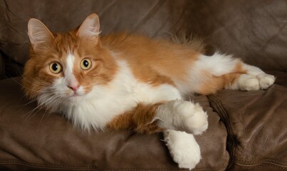 orange and white cat lying down on a brown background