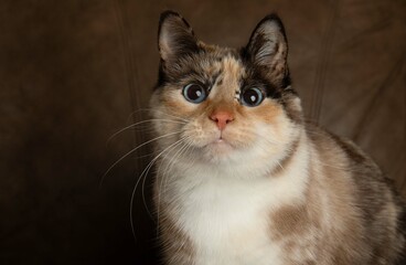 white cat kitten with blue eyes close up portrait