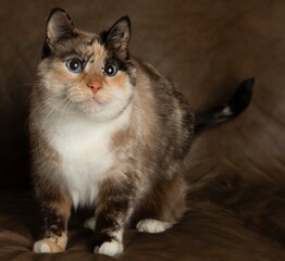 white cat kitten with blue eyes portrait