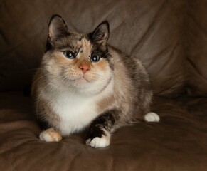 white cat kitten with blue eyes portrait cute