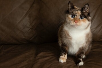 cute white cat kitten with blue eyes sitting