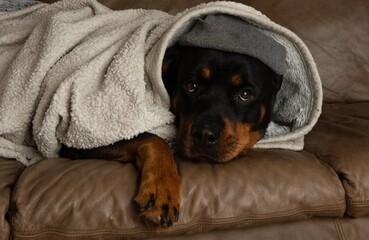 rottweiler dressed up wearing hat being warm with puppy eyes