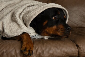 rottweiler with a blanket being warm looking away