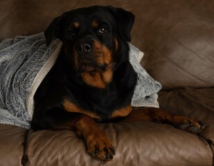 rottweiler wrapped a blanket being warm looking up