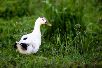 Bird 03
