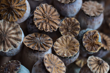 Natural texture dried poppy seed pods macro closeup background