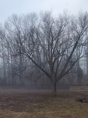 Winter trees in the fog
