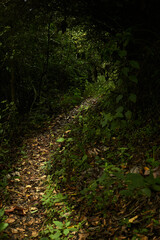 Narrow footpath in lush green woods