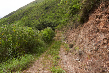 Narrow pathway between lush vegetation in mountains