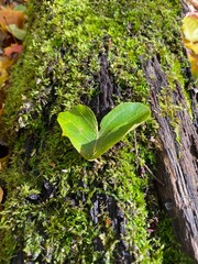 Feuille verte en forme de coeur sur l'écorce d'un tronc d'arbre au sol recouvert par de la mousse lichen, en automne. Amour de la nature et respect de l'environnement