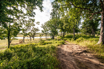 Oak forest in autumn time. Autumn landscape with oak grove.